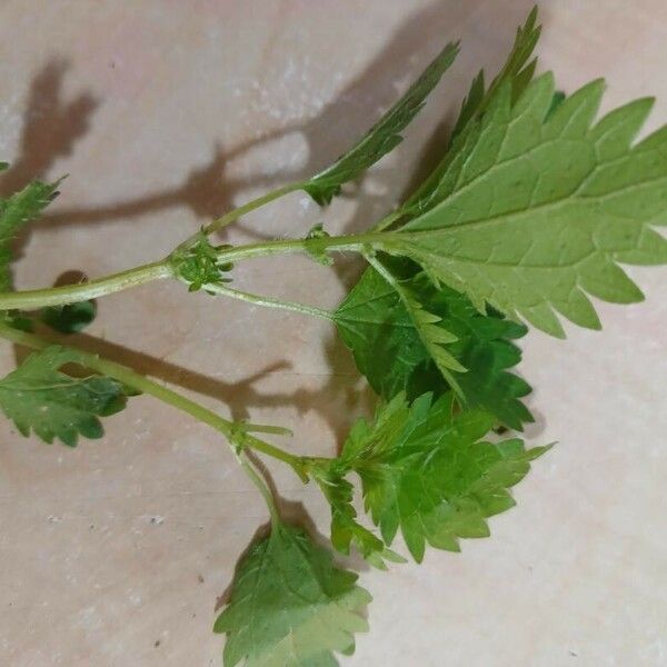 Urtica urens 葉