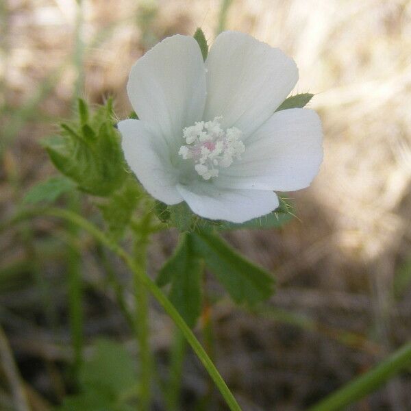 Althaea hirsuta 花