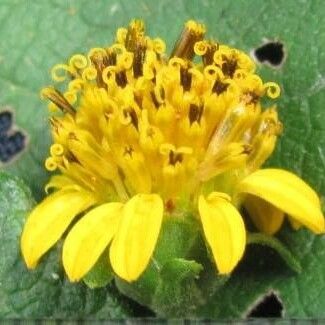 Zexmenia virgulta Flower