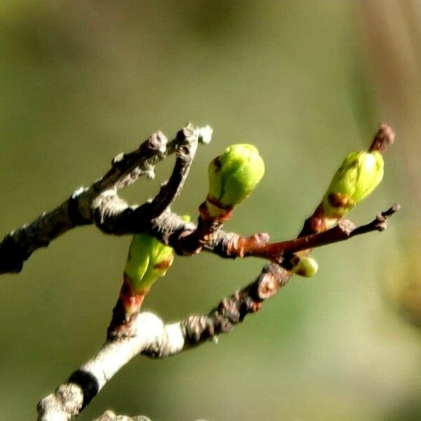 Prunus armeniaca Кора