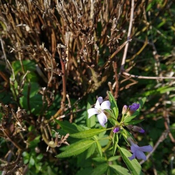 Cardamine bulbifera Кветка