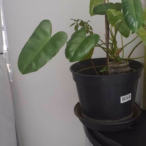 Philodendron hederaceum List