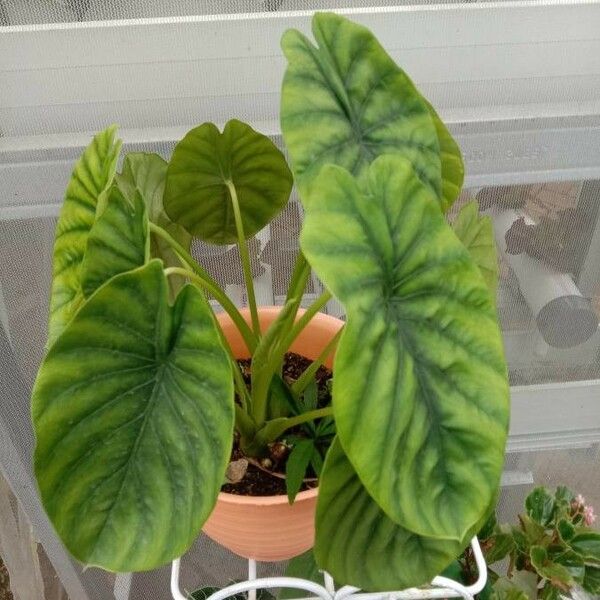 Alocasia clypeolata Blad