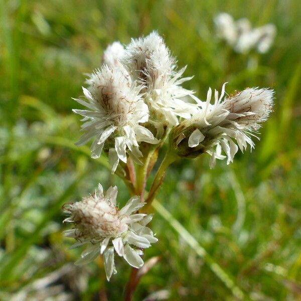 Antennaria dioica Flower