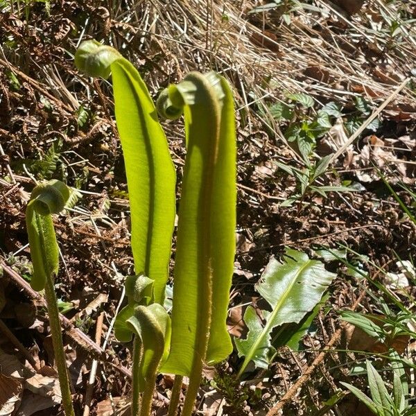 Asplenium scolopendrium Лист