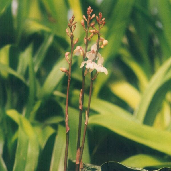 Oeceoclades maculata Flor