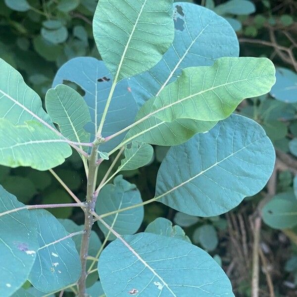 Cotinus obovatus 葉