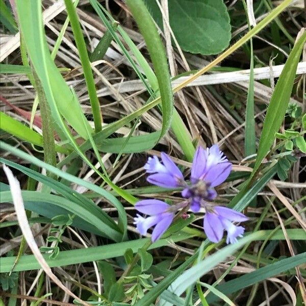 Polygala vulgaris Çiçek