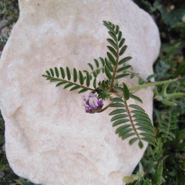 Biserrula pelecinus Flower