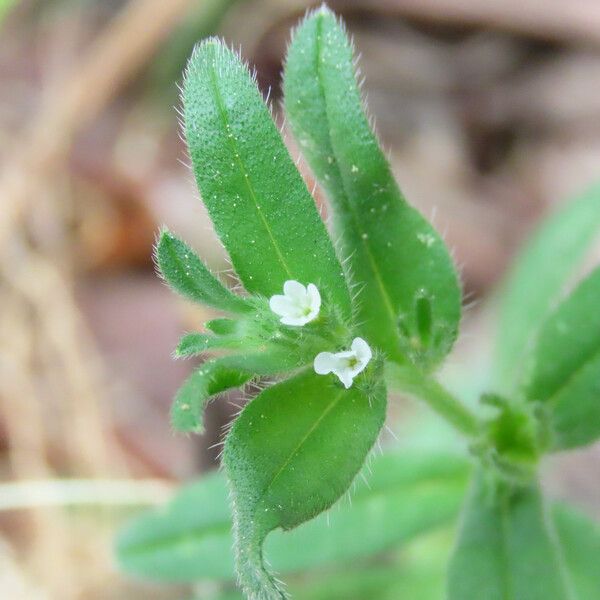 Buglossoides arvensis Flower