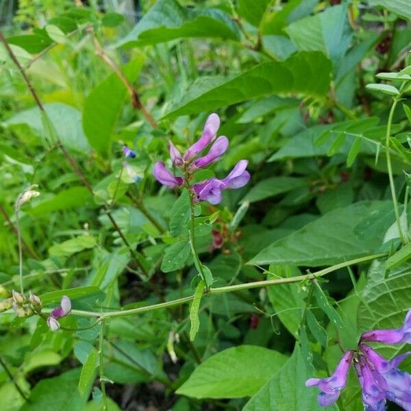 Vicia americana Fleur