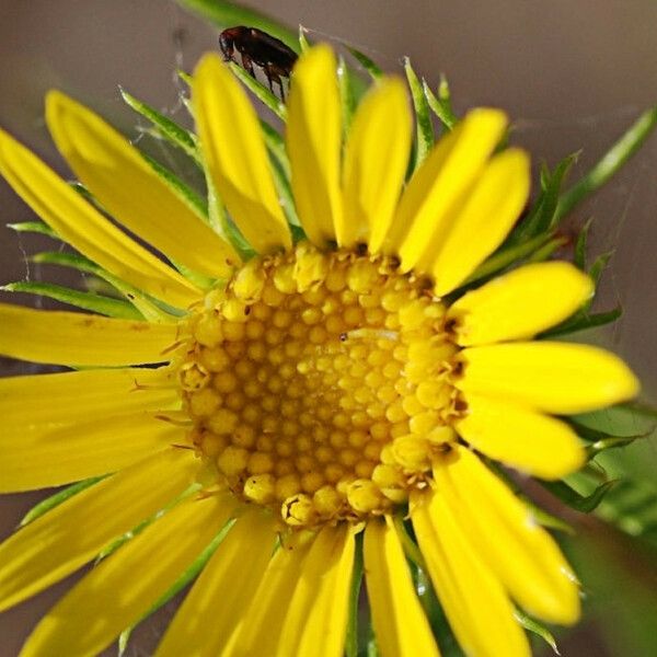 Grindelia lanceolata Λουλούδι