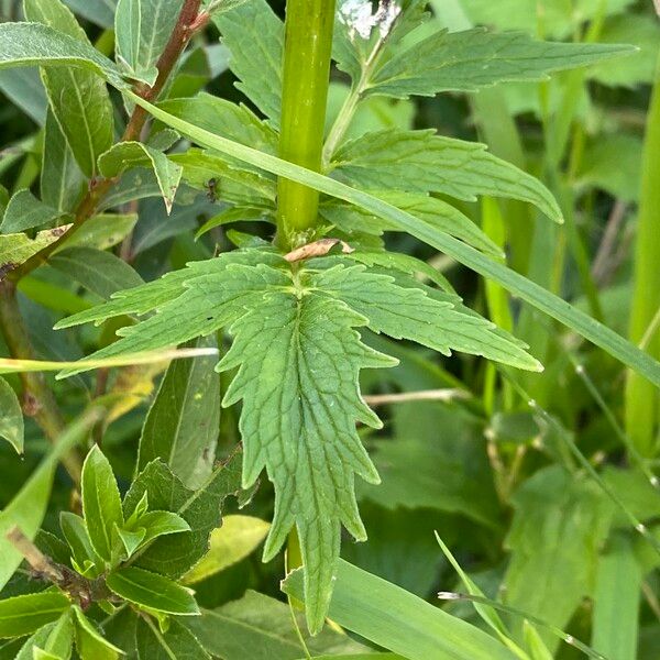 Valeriana officinalis Fiore