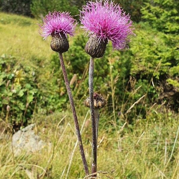 Cirsium heterophyllum Blomst