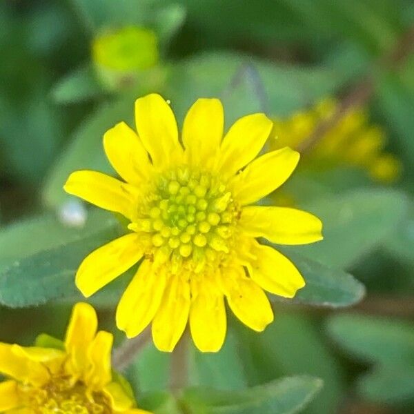 Sanvitalia procumbens Fiore