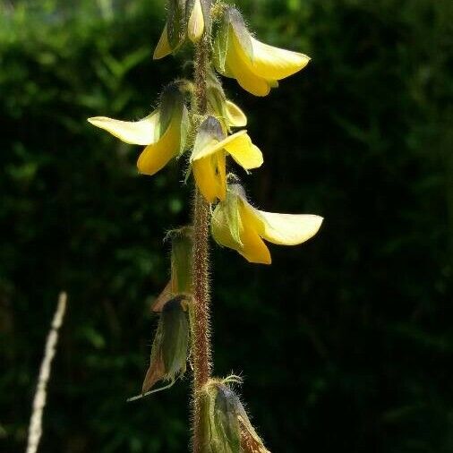 Crotalaria incana Floro