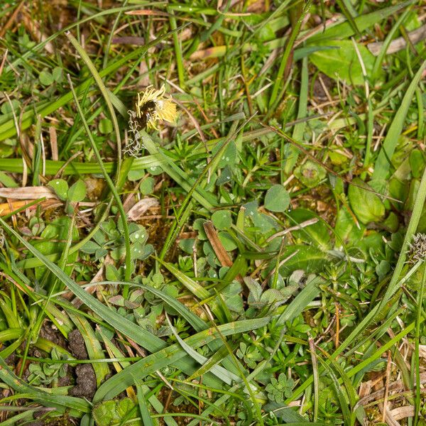 Carex caryophyllea Habit