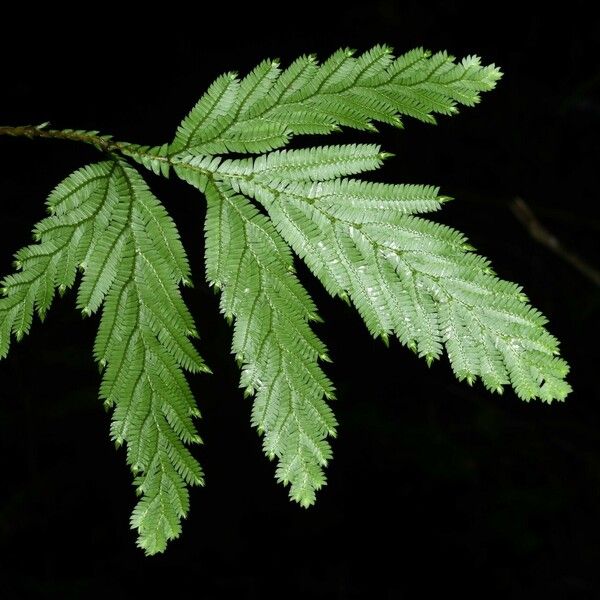 Selaginella parkeri Folla