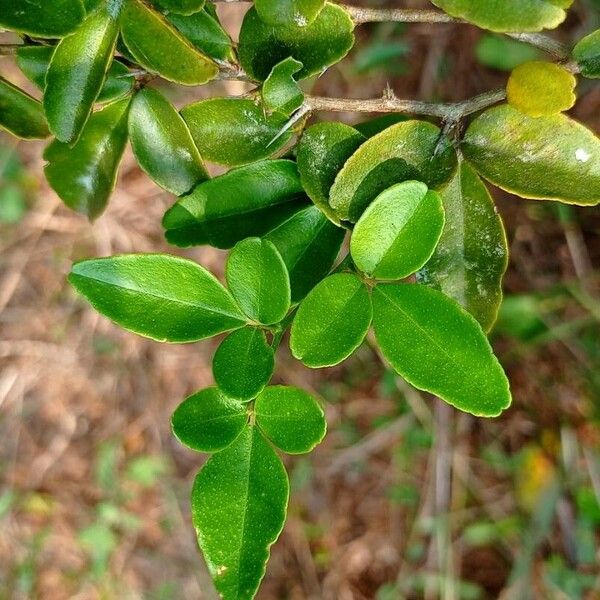 Triphasia trifolia List