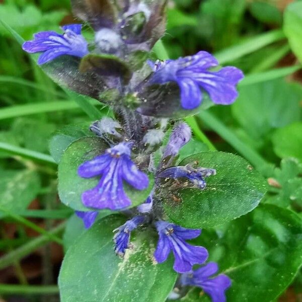 Ajuga reptans Flower