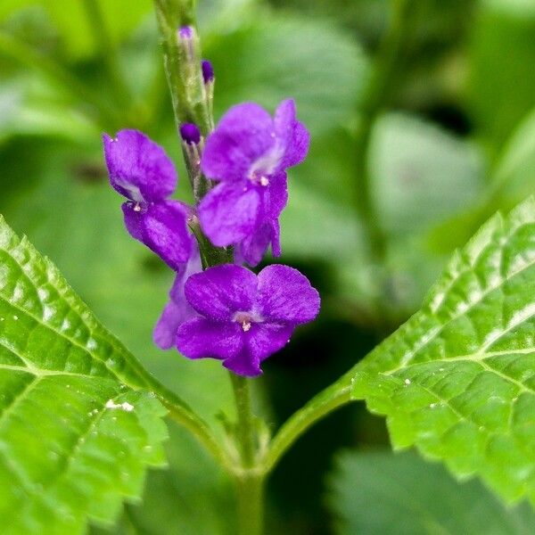 Stachytarpheta indica 花