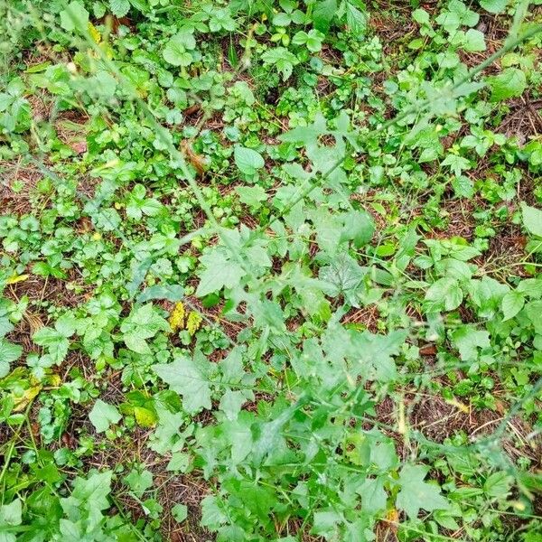 Lactuca muralis Hábito