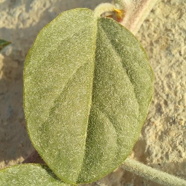 Capparis spinosa Folio