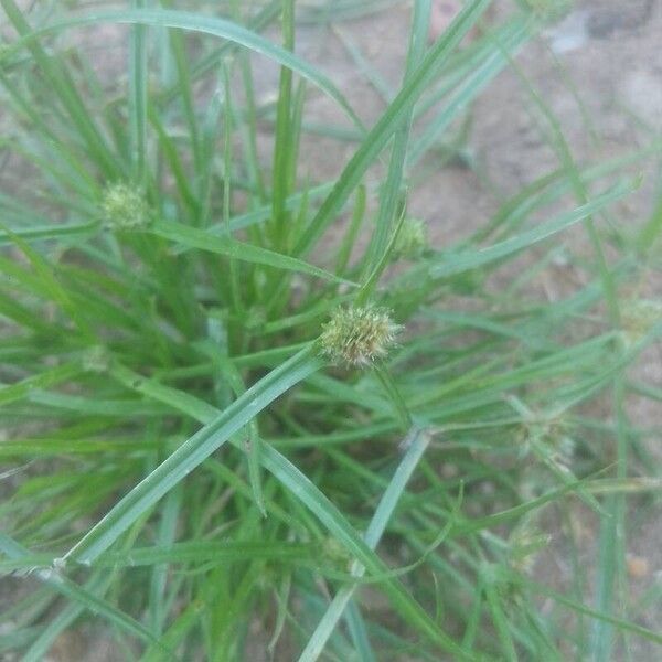 Cyperus brevifolius Кветка