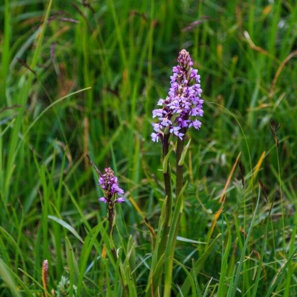 Gymnadenia conopsea Blomst