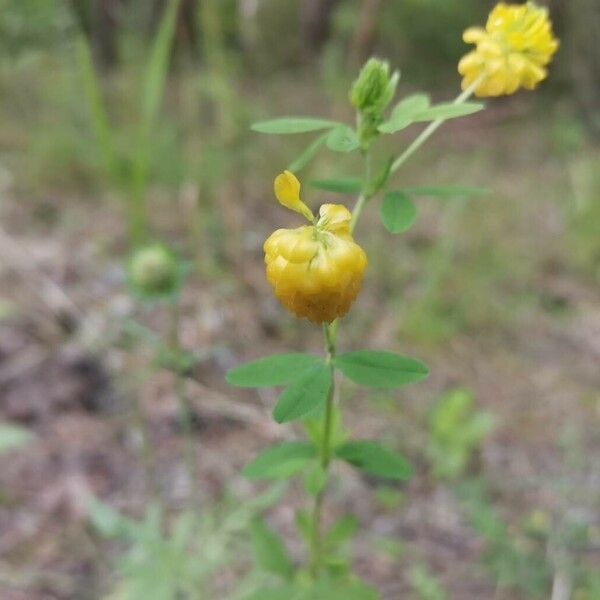 Trifolium aureum Květ