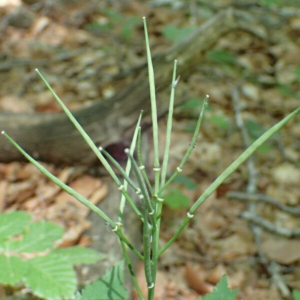 Cardamine pentaphyllos Vrucht