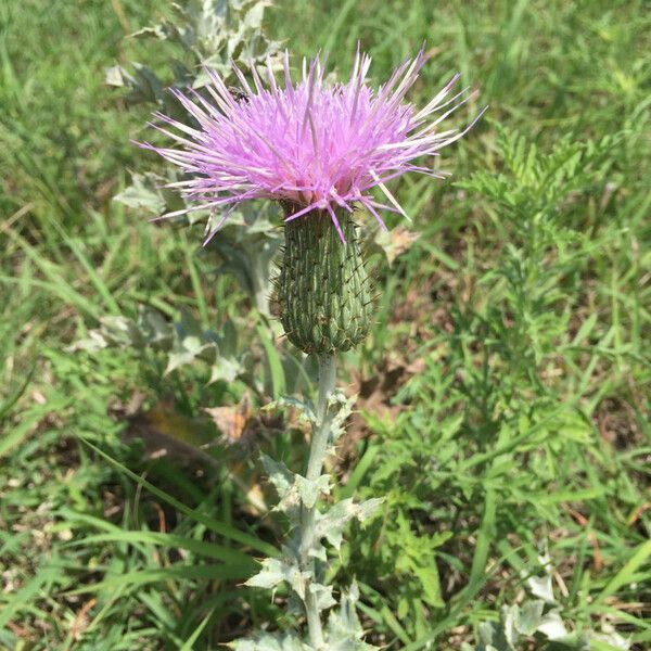 Cirsium undulatum Flor