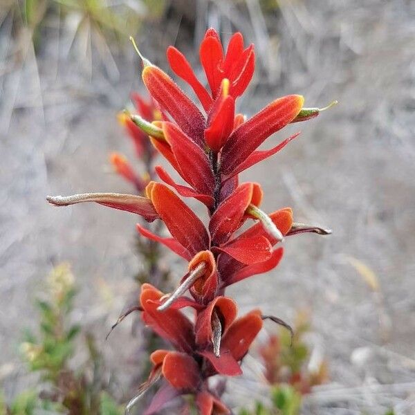 Castilleja irasuensis Flower