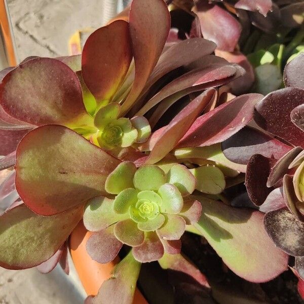 Aeonium arboreum Levél