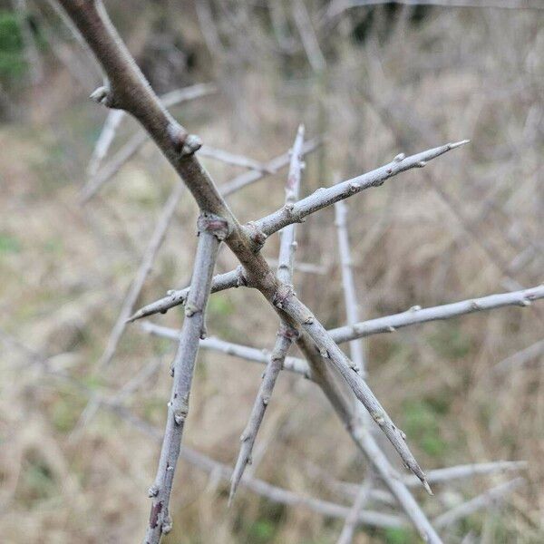 Prunus spinosa Bark