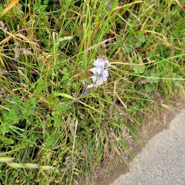 Linaria repens Habit