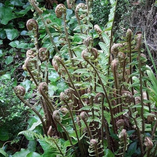 Dryopteris fragrans Tervik taim