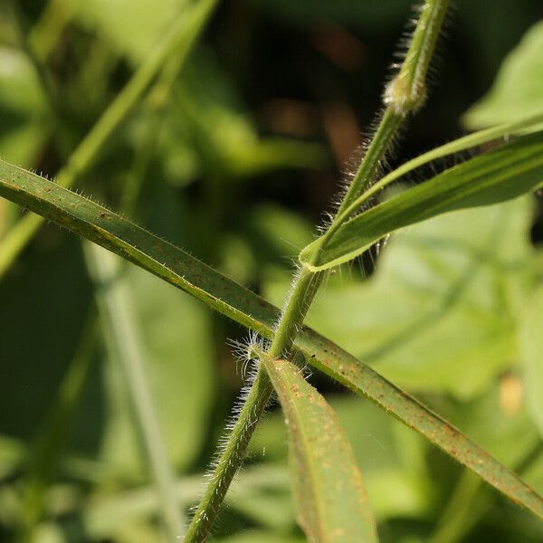 Urochloa trichopus 葉