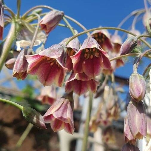 Allium siculum Blodyn