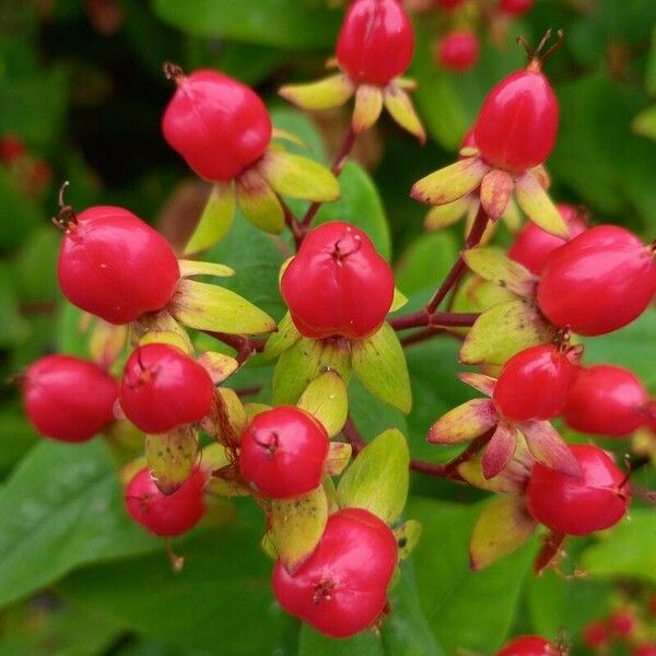 Hypericum androsaemum Vrucht