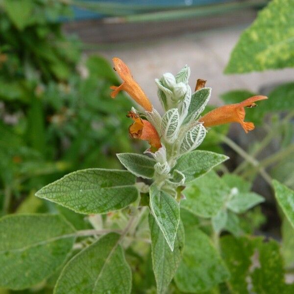 Colquhounia coccinea Blüte