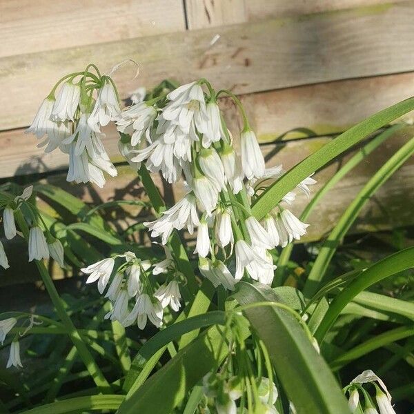 Allium triquetrum Flower