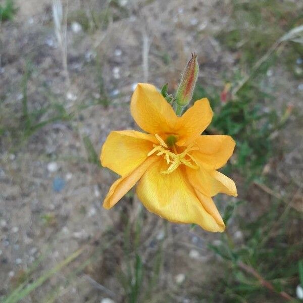 Oenothera stricta Flor