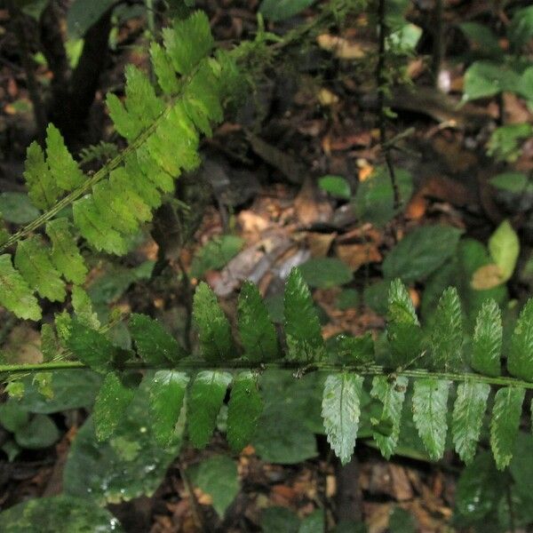 Asplenium barteri Φύλλο