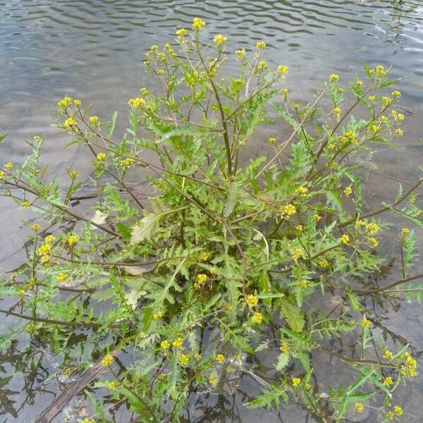 Rorippa palustris Συνήθη χαρακτηριστικά