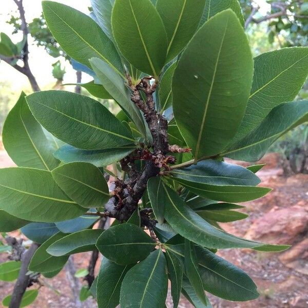 Ochna pulchra Blad