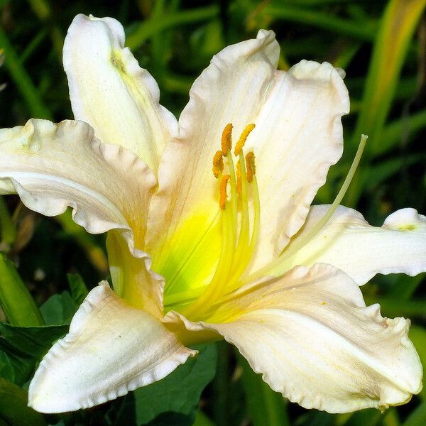 Hemerocallis fulva Cvet