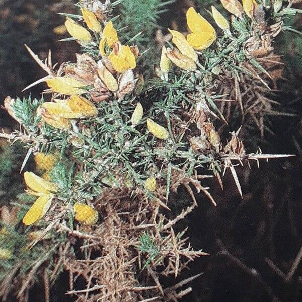 Ulex europaeus Flor