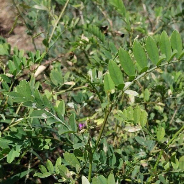 Tephrosia purpurea Blad