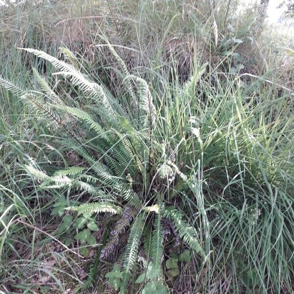 Blechnum spicant Habit